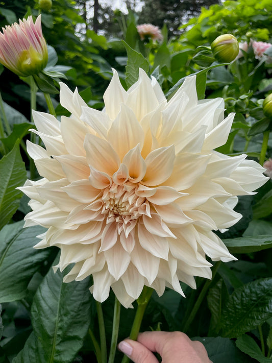 Cafe Au Lait - tuber