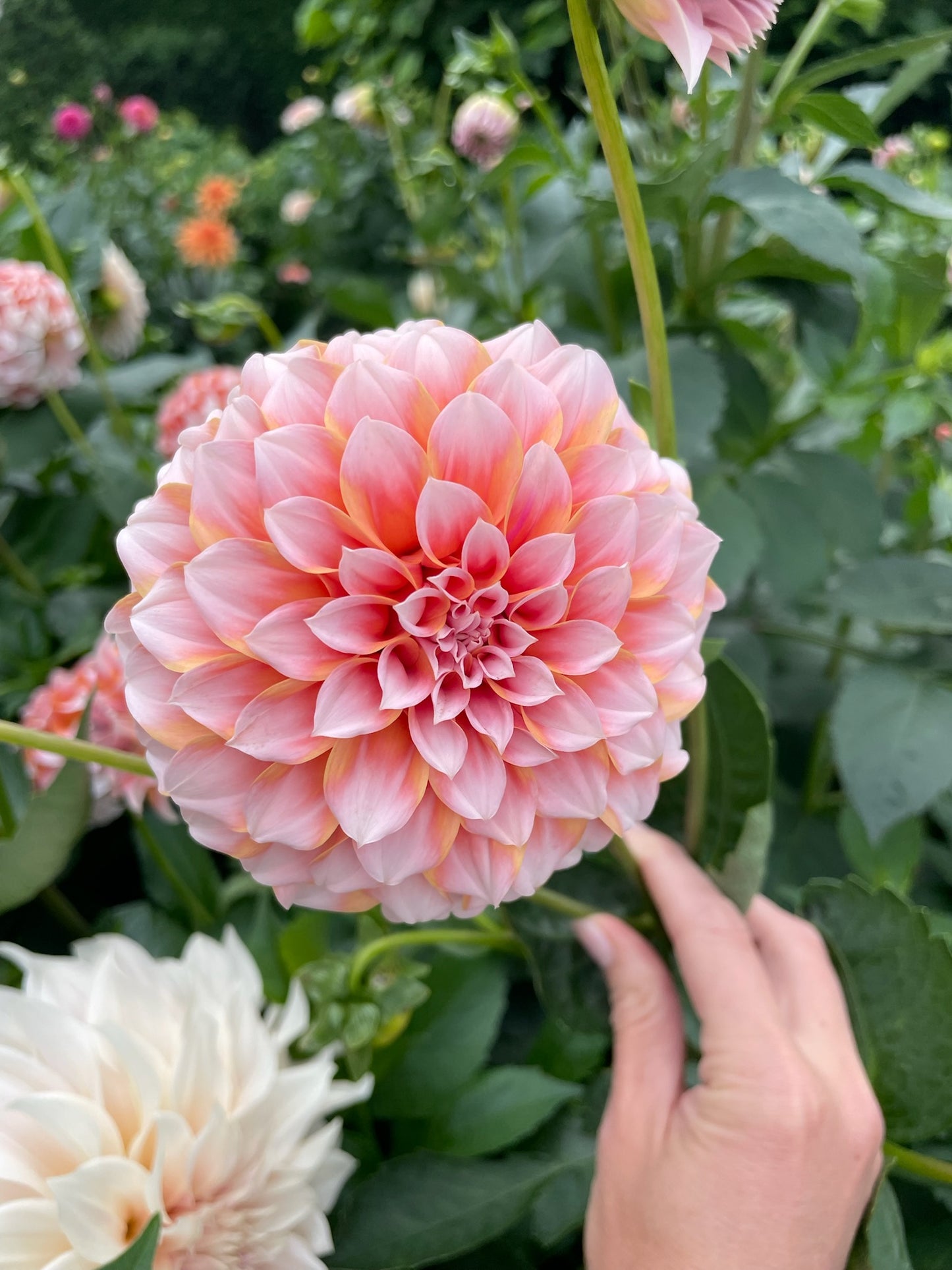 Peaches and Cream - Tuber