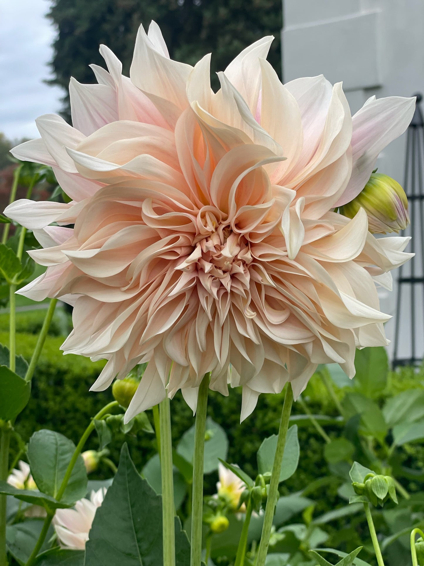 Cafe Au Lait - tuber