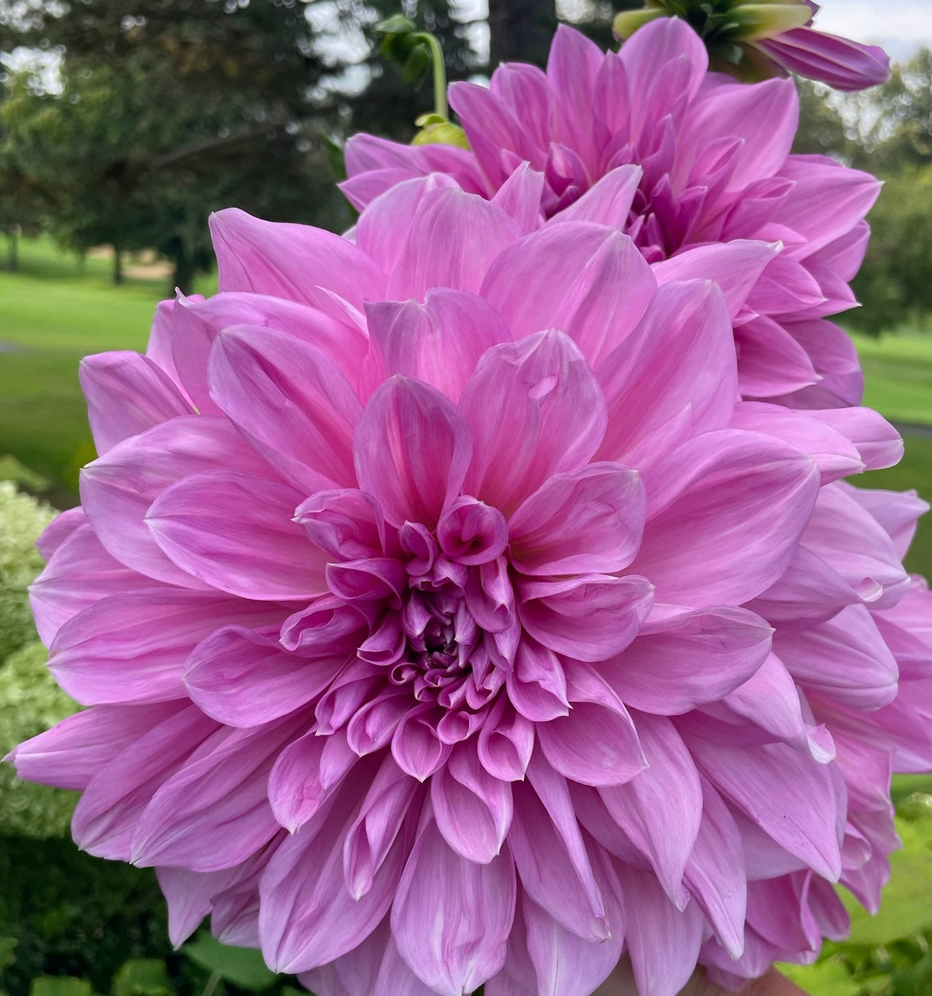 Vassio Meggos - Tuber