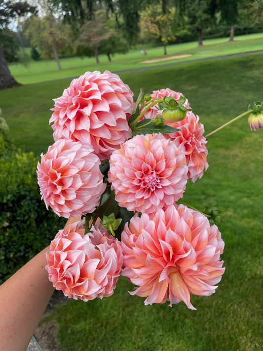 Peaches and Cream - Tuber