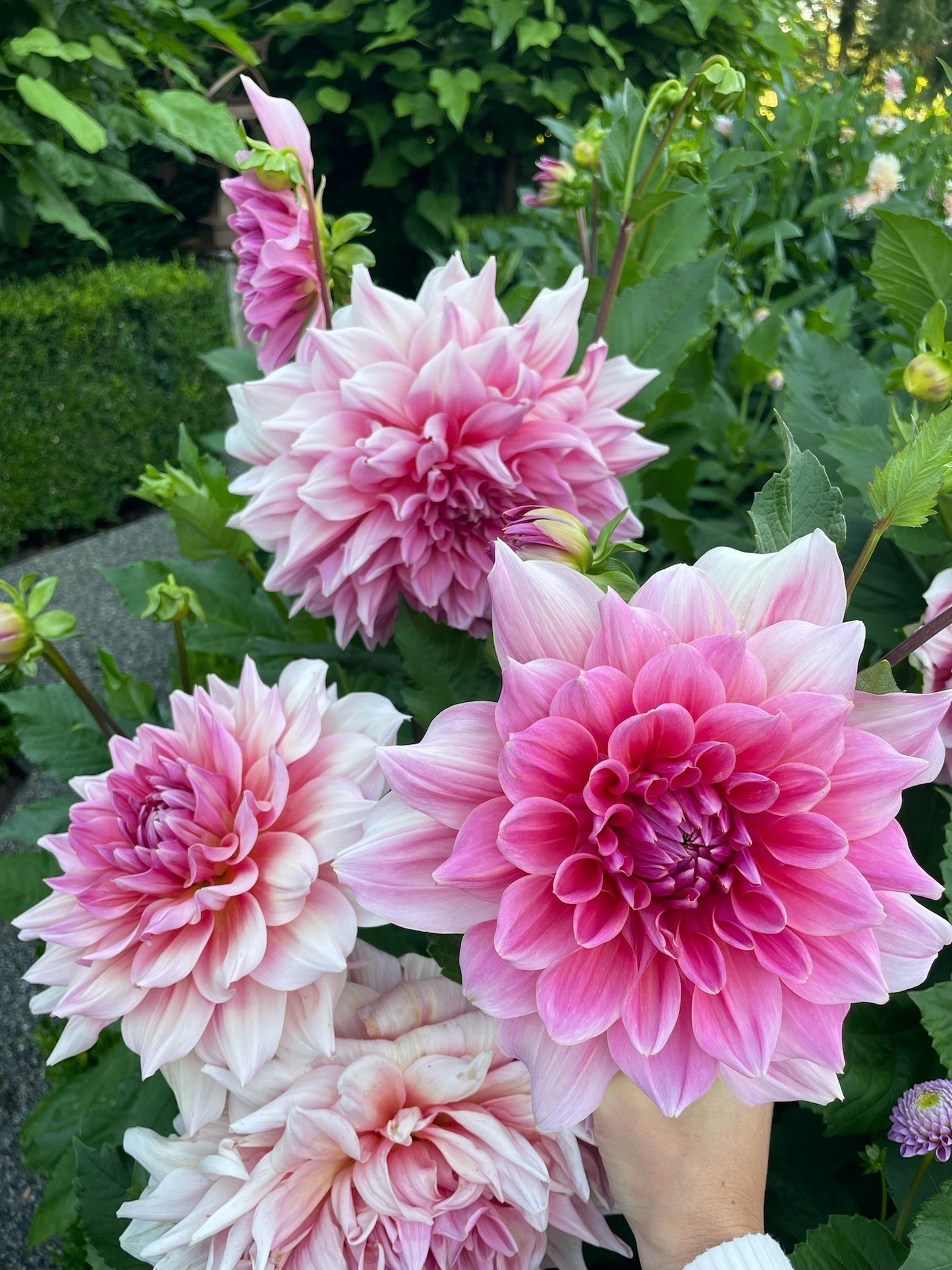 Otto's Thrill - Tuber