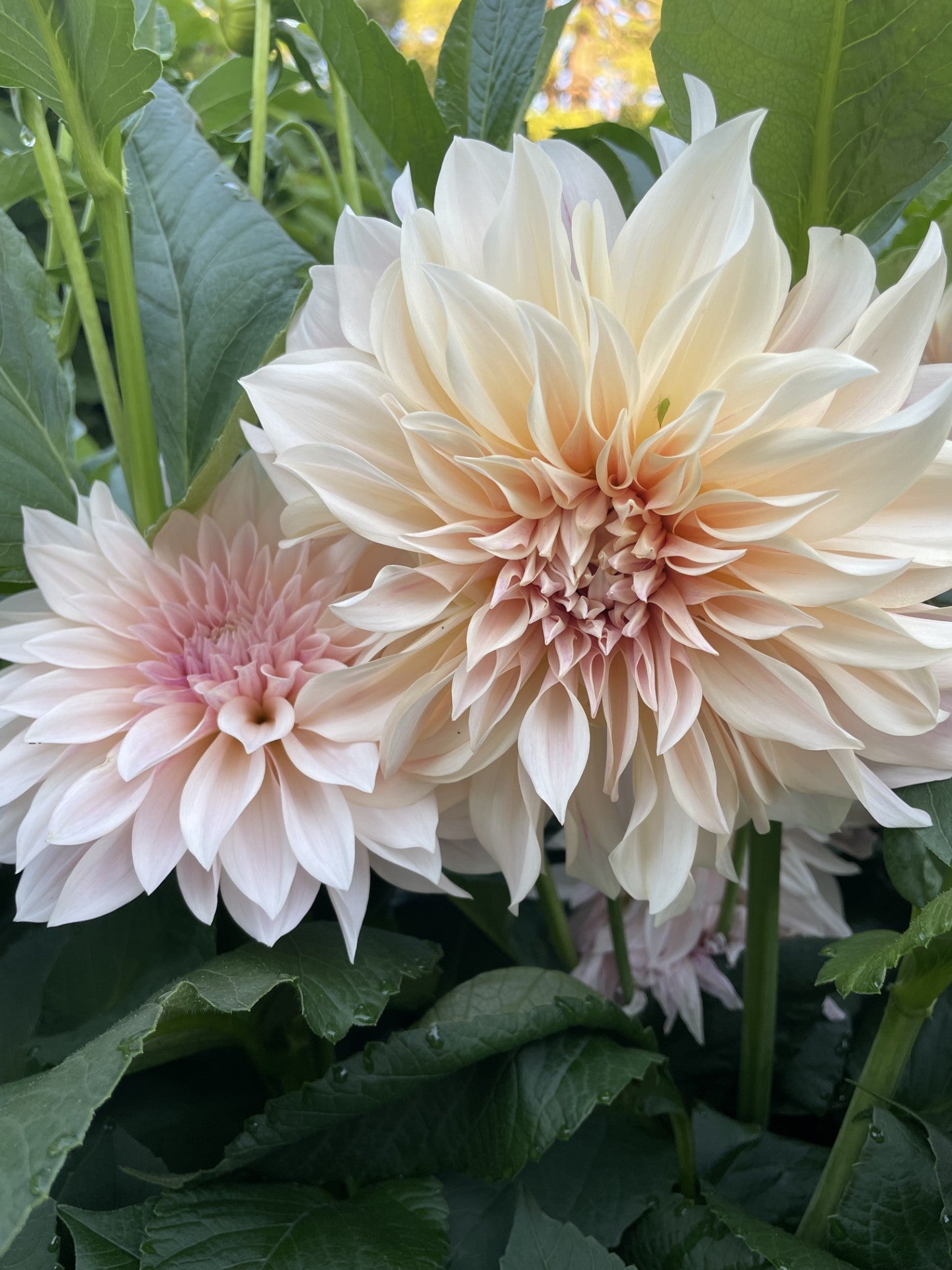 Cafe Au Lait - tuber