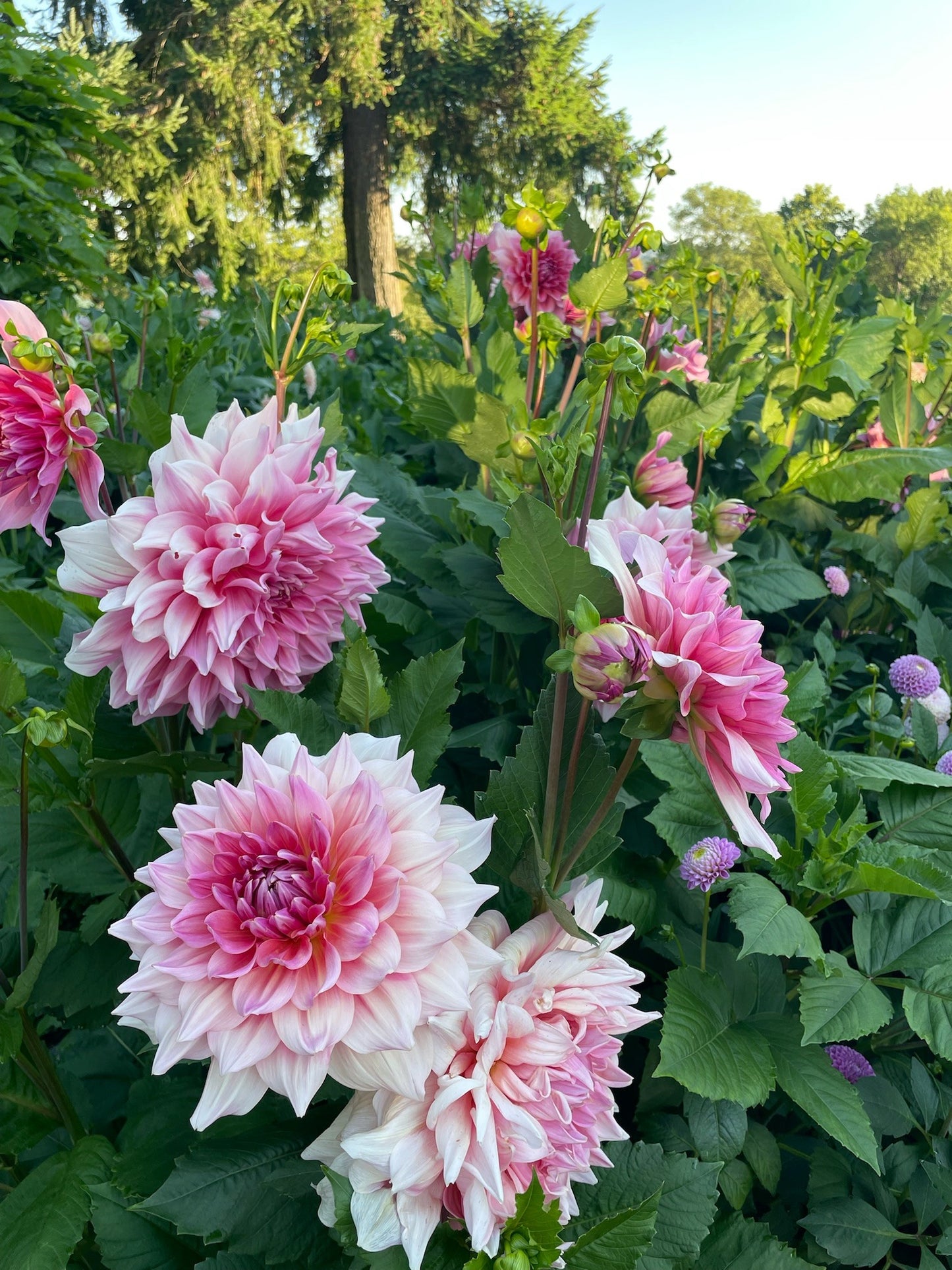 Otto's Thrill - Tuber