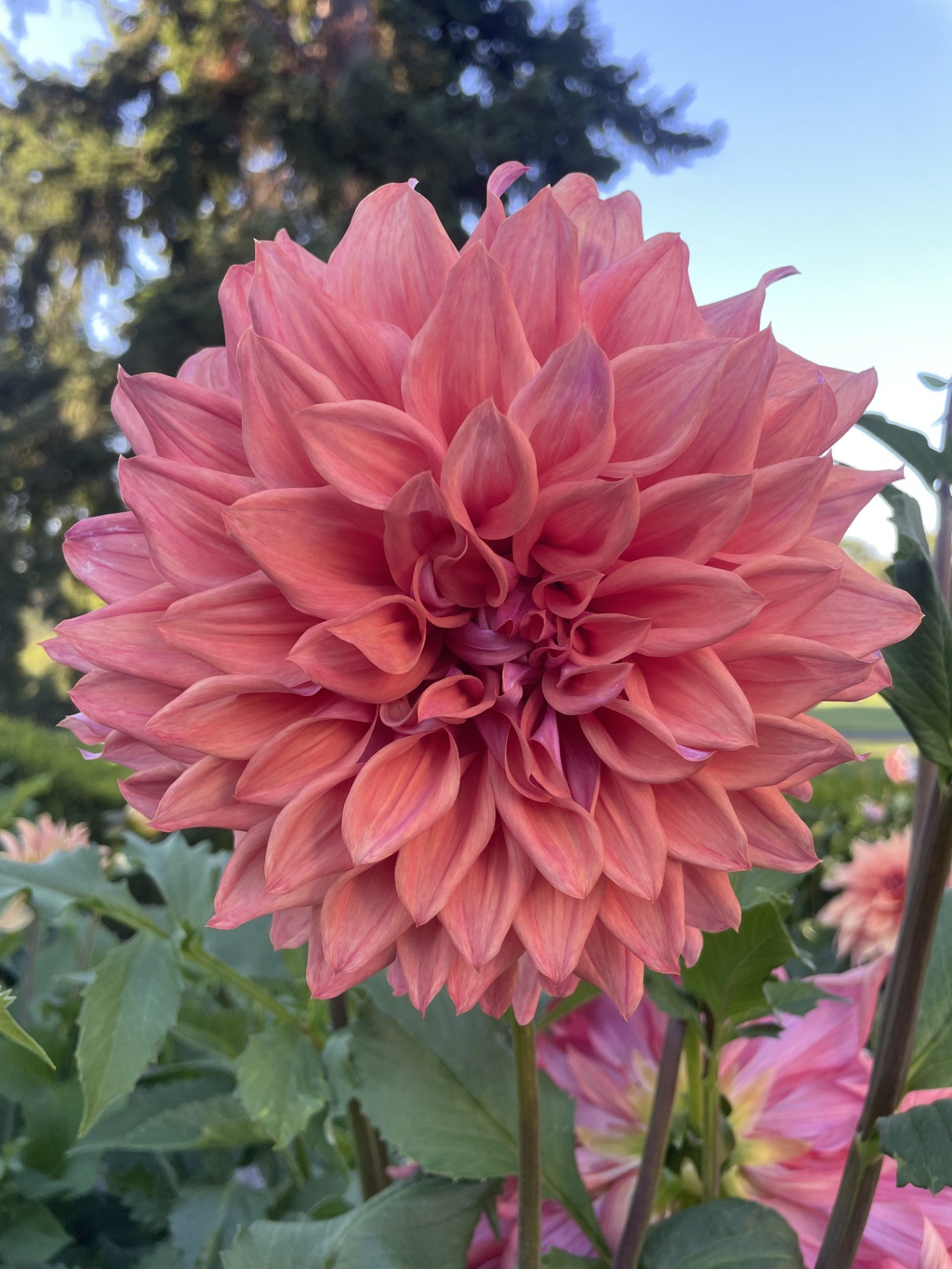 Belle of Barmera - Tuber